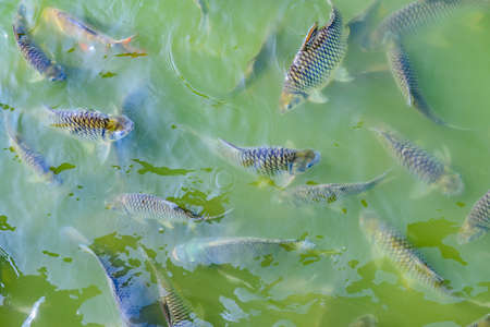 Many Kinds of Fish at Wang Matcha in Wiang Pa Pao District, Chiang Rai Province.
