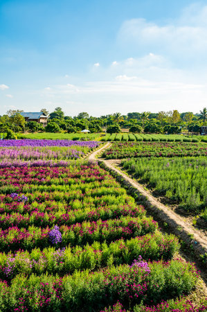Beautiful flower garden in Chiangmai province, Thailand.