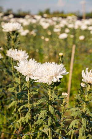 White chrysanthemums flower in the garden, Chiangmai province.の写真素材