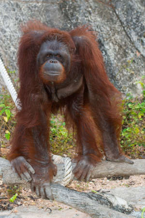 Orangutan or Pongo pygmaeus in the zoo, Thailand.