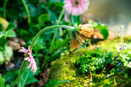 Gerbera flowers with water drop in garden, Thailandの写真素材