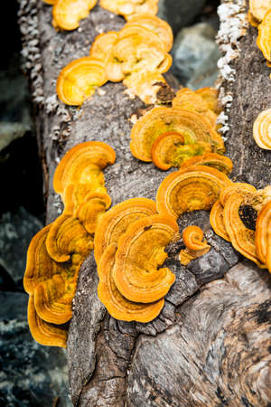 Yellow wild mushrooms in Pang Sida National Park, Sa Kaeo Province.
