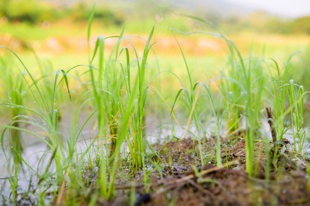 Rice sprouts in the paddy rice field, Chiang Mai Province.