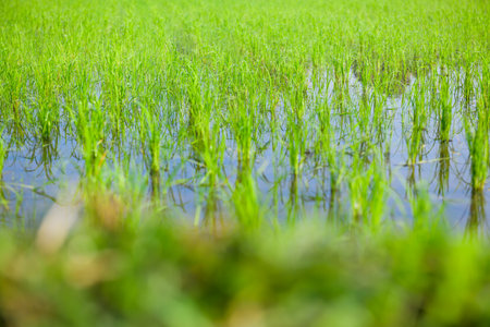 Rice sprouts in the paddy rice field, Chiang Mai Province.の写真素材