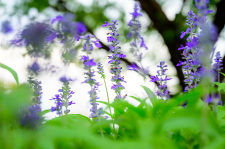 Blue salvia flower or lavender flower in garden at Chiang Mai Province.
