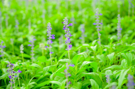 Blue salvia flower or lavender flower in garden at Chiang Mai Province.の写真素材