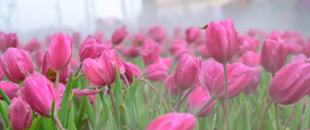 Panorama of pink tulip flowers in the garden, Chiang Mai Province.の写真素材