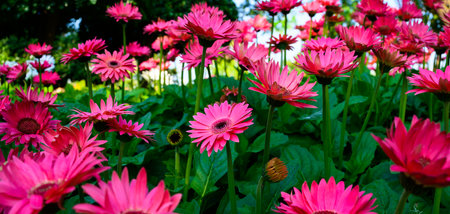 Panorama of pink Gerbera flowers in the garden, Chiang Mai Province.の写真素材