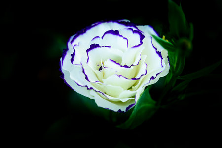 White and blue roses in the garden at Chiang Mai Flower Festival, Thailand.の写真素材