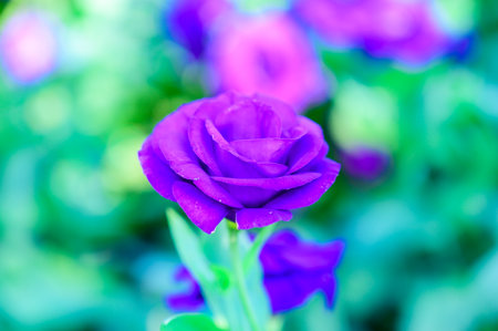 Purple Lisianthus Flowers in The Garden at Chiang Mai Flower Festival, Thailand.の写真素材