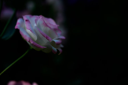 White and Light Pink Lisianthus Flowers in The Garden with Copy Space, Thailand.の写真素材