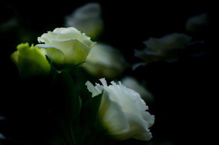 White Lisianthus Flowers in The Garden with Copy Space, Chiang Mai Province.の写真素材