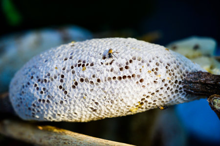 Wild honeycomb at the flea market, Nakhon Sawan Province.の写真素材