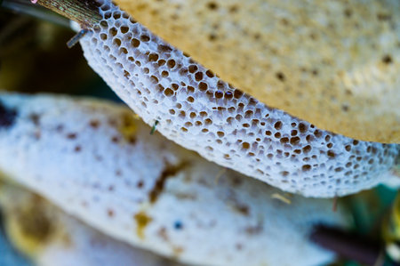 Wild honeycomb at the flea market, Nakhon Sawan Province.