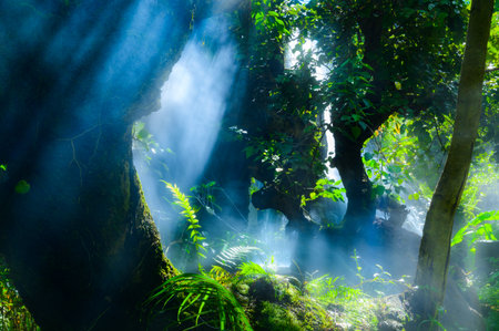 The garden is shady, cool and has light shining through the trees, Chiang Mai province.の写真素材