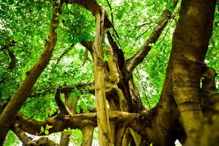 Trees in a shady garden at Bangkok, Thailand.