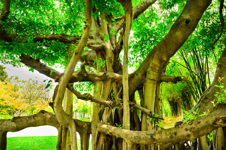 Large and old trees in a shady garden at Bangkok, Thailand.の写真素材