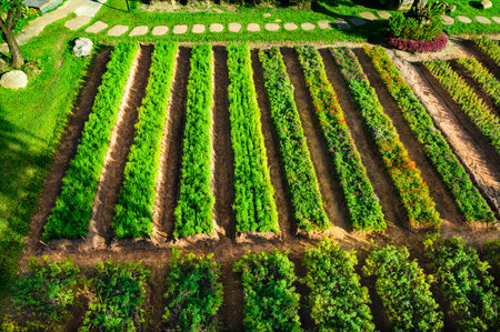 Top view of flower beds in Chiang Mai province, Thailand.の写真素材