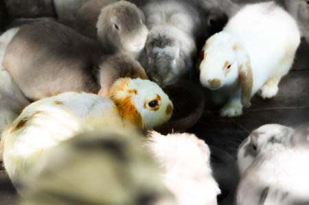 Group of cuddly furry rabbits in a farm at Chiang Mai province.の写真素材