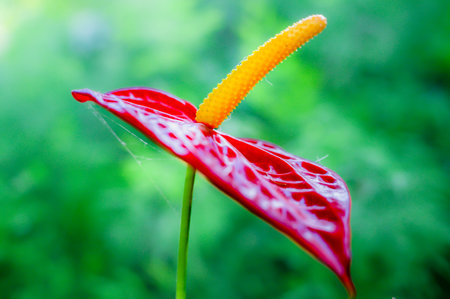 Red anthurium flower with natural background.