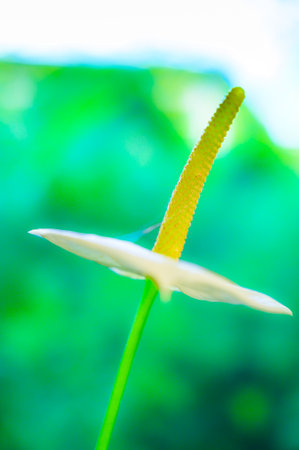 White anthurium flower with natural background.