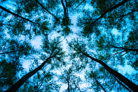 Pine tree tops and sky background, Chiang Mai Province.