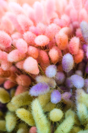 Dry bunny tails grass for decoration, Chiang Mai province.の写真素材