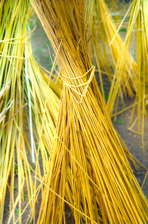 Dried hemp plants, these are used as raw materials prepared to make fibers for use in handicrafts.