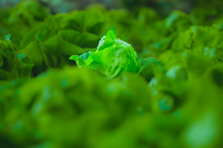Fresh Butterhead lettuce in agricultural plot at Chiang Mai Province, Thailand.の写真素材