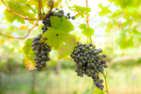 Fresh grapes on the tree in the vineyard, Chiang Mai province.