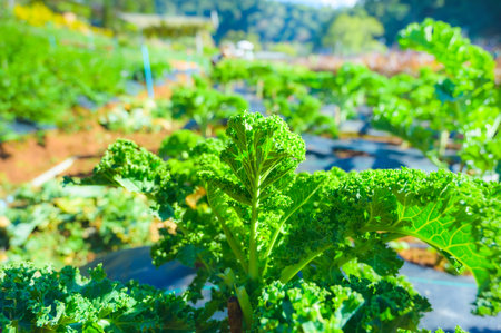 Fresh kale in agricultural plots at Chiang Mai Province, Thailand.の写真素材