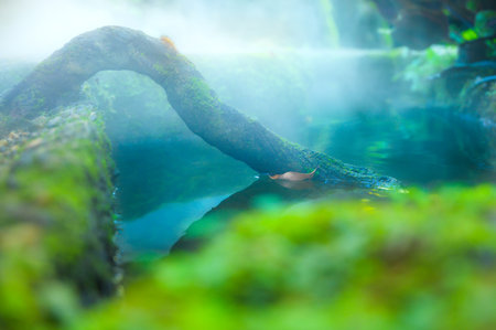 Branches, worm, and small streams with cool vapor above the water surface at Chiang Mai Province, Thailand.の写真素材
