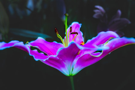 Pink lily flower on dark background in the garden at Chiang Mai Province, Thailand.の写真素材