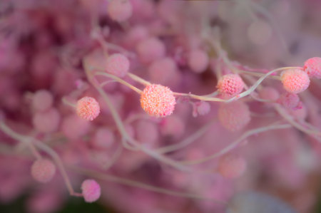 Small pastel dried flowers with pastel pink background.の写真素材