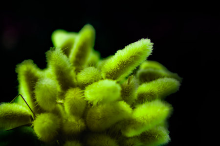 Dry bunny tails grass for decoration