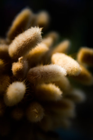 Dry bunny tails grass for decoration