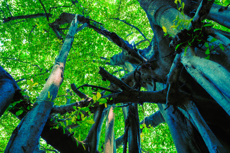 Large and old trees in a shady garden at Bangkok, Thailand.の写真素材