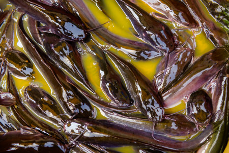 Thai catfish in the water are prepared for sale at the fresh market.の写真素材