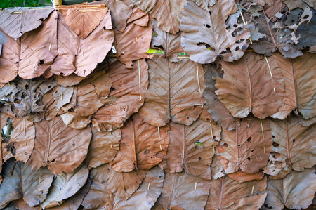 Teak leaves are assembled into panels to be used as decorative materials or as walls for local...