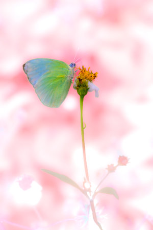 A pastel yellow butterfly sucks nectar from a flower in the garden.の写真素材