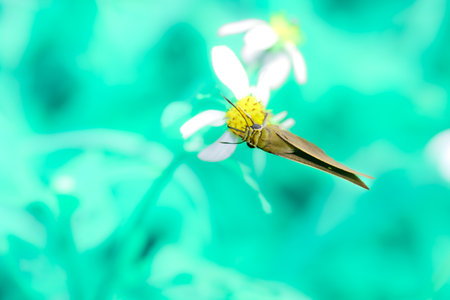 A light brown butterfly sucks nectar from a flower in the garden.の写真素材