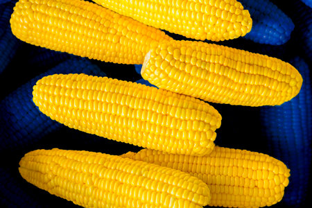 Background of fresh sweet corn. Stock of fresh corn. Close up of yellow corn.の写真素材