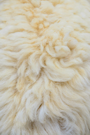 Background of white sheep fleece. Close up of white raw sheep wool. Sheep skin background.