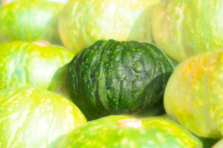 Stock of green pumpkin at retail shop. Pile of Japanese pumpkins. Fresh Kabocha pumpkin. Background of green pumpkin.の写真素材