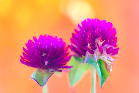 Macro Series : Globe Amaranth flowers with orange themed background. Globe Amaranth Flowers on...