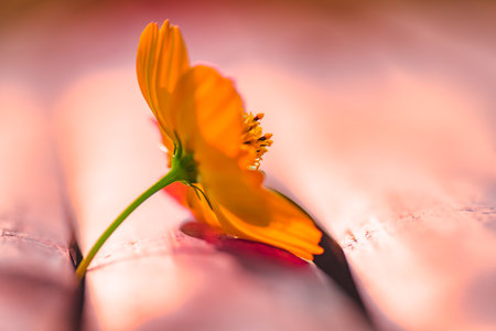 Macro Series : Orange cosmos flowers on dry bamboo. Close up of orange cosmos flowers.