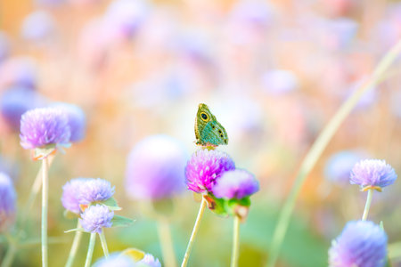 Macro Series : Brown Butterfly on Globe Amaranth Flowers. Close up of butterfly on pink flower in...