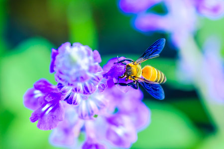Macro Series : Bees sucking nectar from Salvia farinacea flowers. Salvia farinacea flowers and bees in the park. Mealy Cup Sage inflorescence with natural background. Close up shot of bee and Salvia farinacea flower.の写真素材
