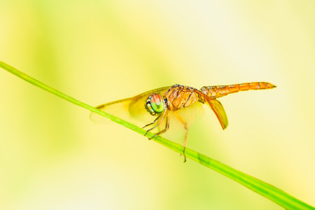Animal Series : Brown dragonfly sitting on a leaf in nature. Dragonfly on the grass with natural...