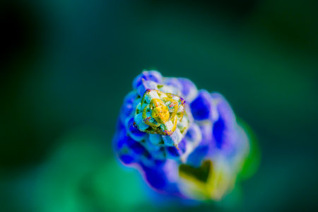 Macro Series : Salvia farinacea flower with blurred background. Blue Salvia flower in the garden. Mealy Cup Sage inflorescence with natural background.の写真素材
